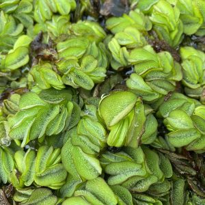 Giant salvinia in the water