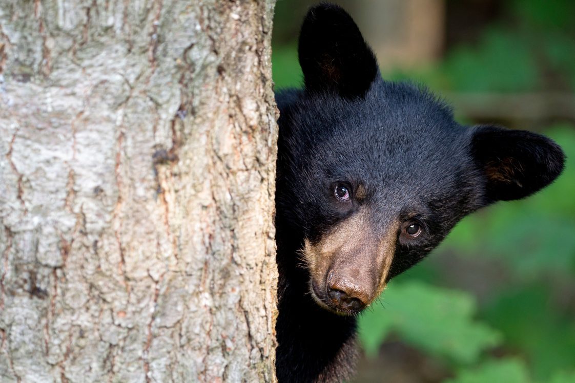 A black bear cub peeks around a tree trunk