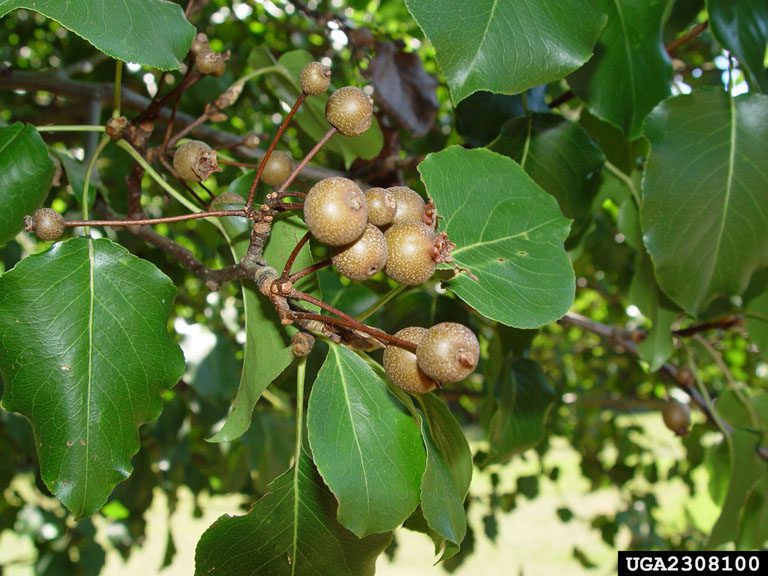 Callery pear (‘Bradford’ pear) (Pyrus calleryana Decne.) (Photo credit: Chuck Bargeron, University of Georgia, Bugwood.org)