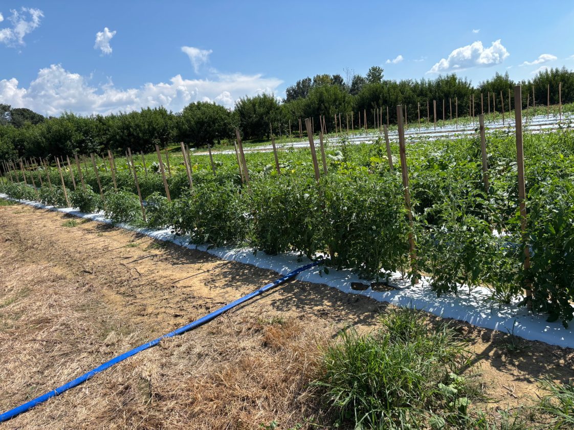 A commercial vegetable field with staked plants.