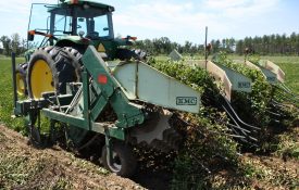 peanut combine harvesting peanuts in a field