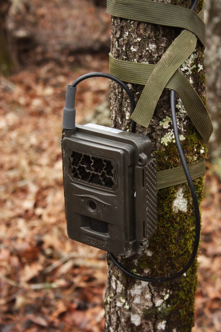 A close-up of a trail camera strapped to a small tree. Trail cameras can help with herd management.