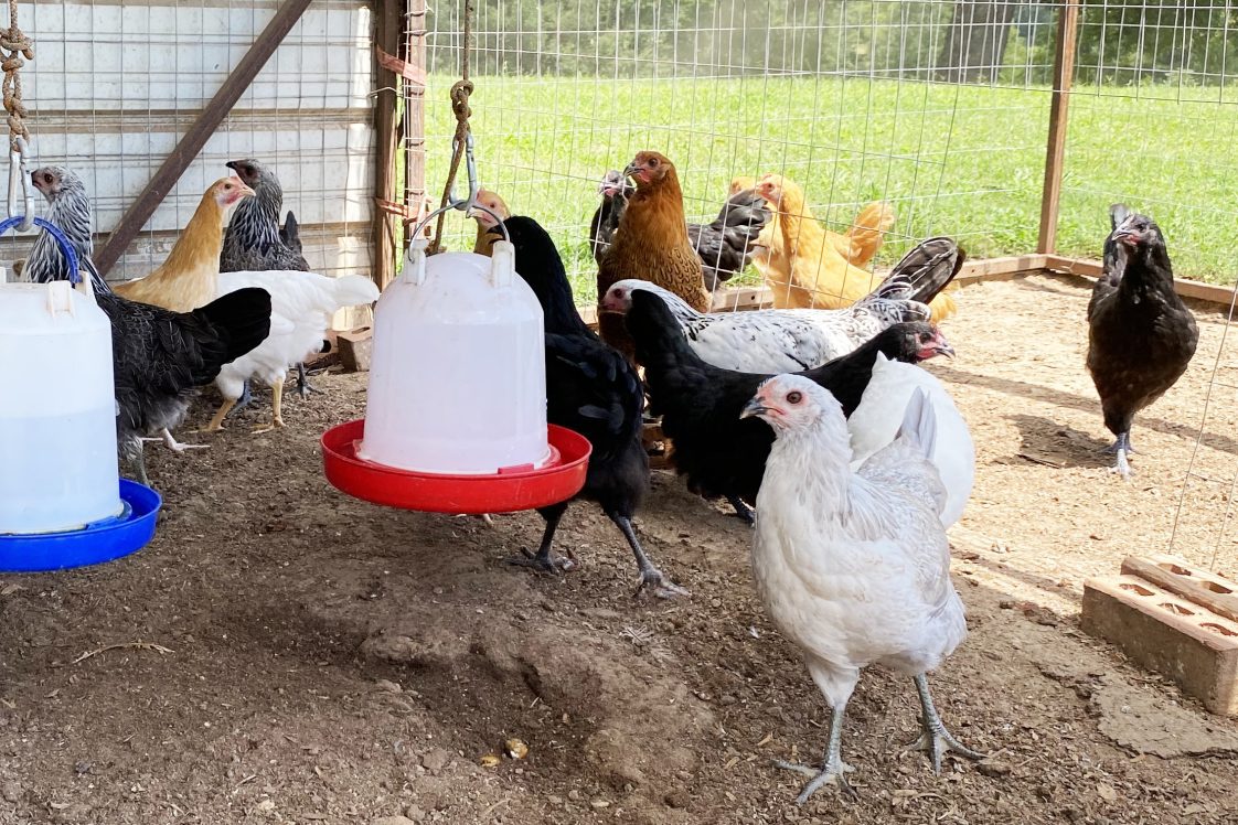 Backyard chickens walking on the ground inside a coop.