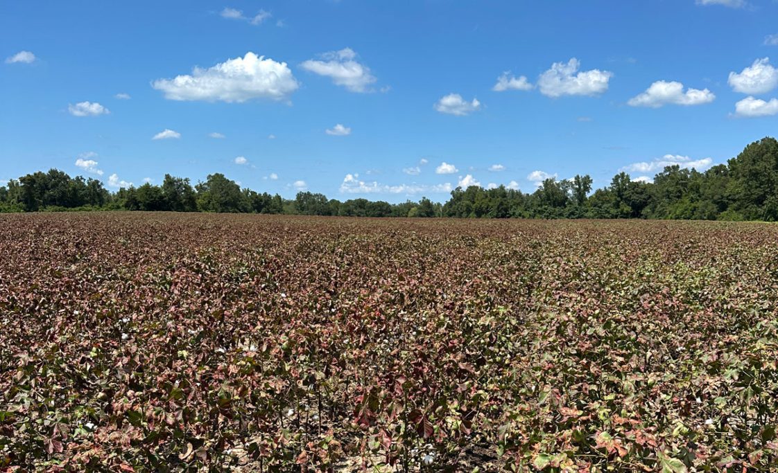 Damage from cotton jassids