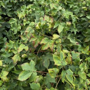 Early signs of jassid damage on cotton