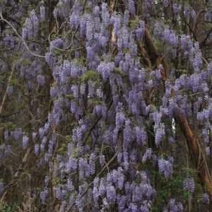 Figure 17. Invasive wisteria smothering trees (Photo credit: Chris Evans, University of Illinois, Bugwood.org)
