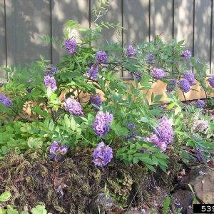 Figure 18. Young American wisteria (Photo credit: Gena Todia, Wetland Resources Environmental Consulting, Bugwood.org)