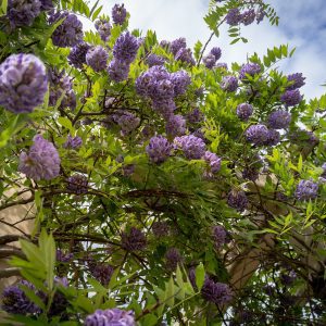 Figure 19. American wisteria growing along a wall