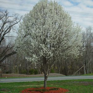 Figure 20. ‘Bradford’ callery pear is a common landscape tree. (Photo credit: Dan Tenaglia, Missouriplants.com, Bugwood.org)
