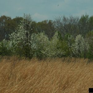 Figure 21. Invasive callery pear blooming along field edges is a common sight. (Photo credit: David J. Moorhead, University of Georgia, Bugwood.org)