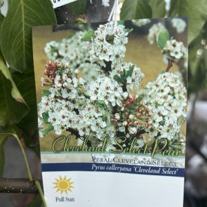 Figure 22. Callery pear is commonly sold in nurseries.