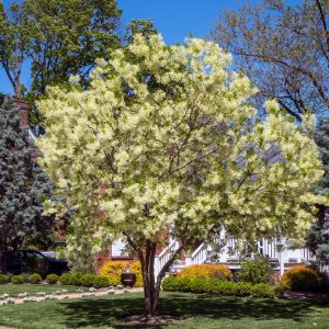 Figure 31. Flowering white fringetree