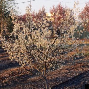Figure 24. Downy serviceberry, Amelanchier arborea (Photo credit: John Ruter, University of Georgia, Bugwood.org)