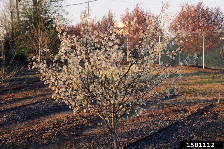 Figure 24. Downy serviceberry, Amelanchier arborea (Photo credit: John Ruter, University of Georgia, Bugwood.org)