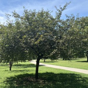 Figure 25. American plum with summer foliage