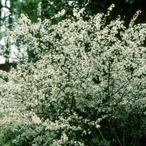 Figure 26. Chickasaw plum with spring blooms (Photo credit: John Ruter, University of Georgia, Bugwood.org)