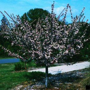 Figure 27. Southern crabapple (Photo credit: John Ruter, University of Georgia, Bugwood.org)