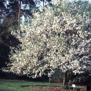 Figure 28. Sweet crabapple (Photo credit: T. Davis Sydnor, The Ohio State University, Bugwood.org)