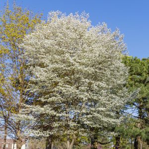 Figure 23. Serviceberry (Amelanchier canadensis)