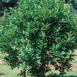 Figure 32. White fringetree foliage (Photo credit: John Ruter, University of Georgia, Bugwood.org)