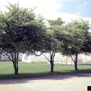 Figure 29. Washington hawthorn (Photo credit: T. Davis Sydnor, The Ohio State University, Bugwood.org)