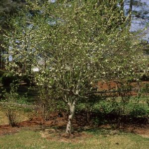 Figure 30. Mayhaw (Photo credit: John Ruter, University of Georgia, Bugwood.org)