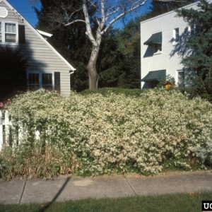 Figure 33. Invasive sweet autumn virgin’s bower (Photo credit: Richard Webb, Bugwood.org)