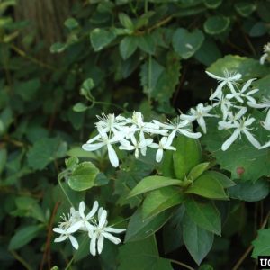Figure 34. Flower of invasive sweet autumn virgin’s bower (Photo credit: Chris Evans, University of Illinois, Bugwood.org)