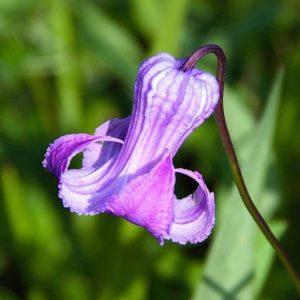 Figure 36. Flower of swamp leather flower, Clematis crispa