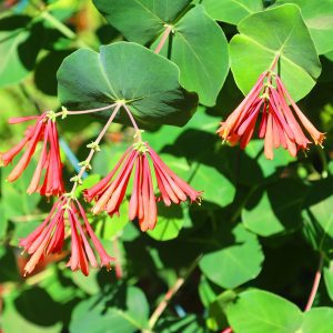 Figure 37. Coral honeysuckle flowers