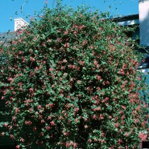Figure 38. Coral honeysuckle form (Photo credit: John Ruter, University of Georgia, Bugwood.org)