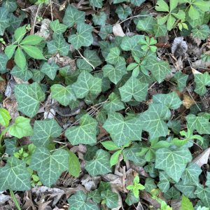 Figure 1. English ivy