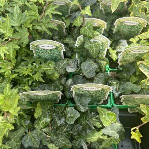 Figure 2. Retail sales of invasive English ivy are still common.