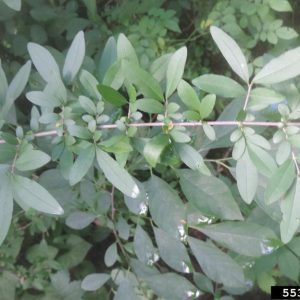 Figure 39. Invasive Chinese privet (Photo credit: Richard Gardner, Bugwood.org)