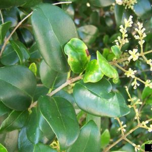 Figure 40. Invasive Japanese privet (Photo credit: Karan A. Rawlins, University of Georgia, Bugwood.org)