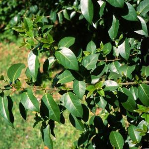 Figure 41. Invasive glossy privet (Photo credit: John Ruter, University of Georgia, Bugwood.org)