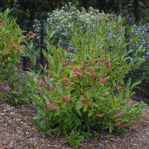 Figure 43. Viburnum nudum ‘Brandywine’