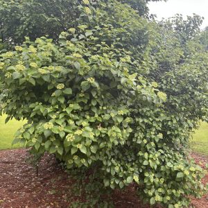 Figure 44. Arrowwood viburnum