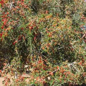 Figure 45. Wild-type yaupon holly