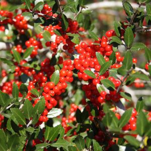 Figure 46. Yaupon holly berries