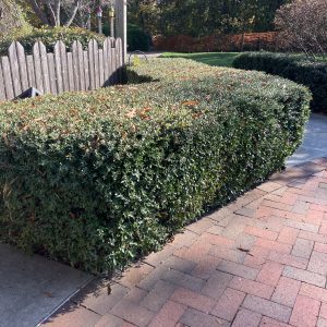 Figure 47. Dwarf yaupon holly