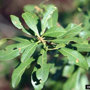 Figure 49. Southern wax myrtle foliage (Photo credit: Chris Evans, University of Illinois, Bugwood.org)