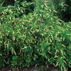 Figure 50. Virginia sweetspire (Photo credit: John Ruter, University of Georgia, Bugwood.org)