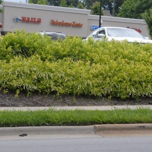 Figure 51. Hedge of Virginia sweetspire