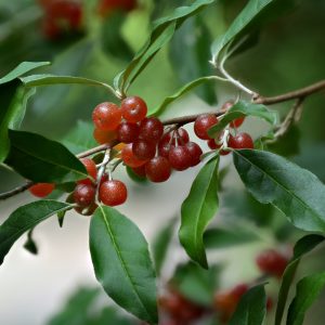 Figure 53. Invasive autumn olive