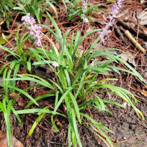 Figure 54. Creeping lilyturf, Liriope spicata (Photo credit: Rebekah D. Wallace, University of Georgia, Bugwood.org)
