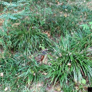 Figure 55. Monkeygrass, Liriope muscari (Photo credit: James H. Miller, USDA Forest Service, Bugwood.org)