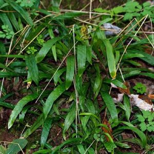 Figure 57. Plantainleaf sedge, Carex plantaginea