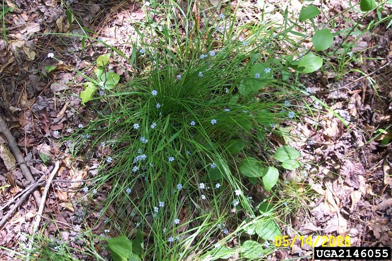 Figure 59. Blue-eyed grass (Photo credit: David Stephens, Bugwood.org)