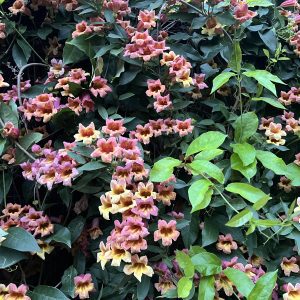 Figure 3. Crossvine blooming in spring